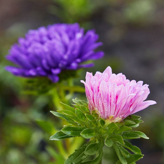 Aster Comet Mix Seeds