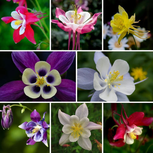 Aquilegia Giant Mixed Seeds