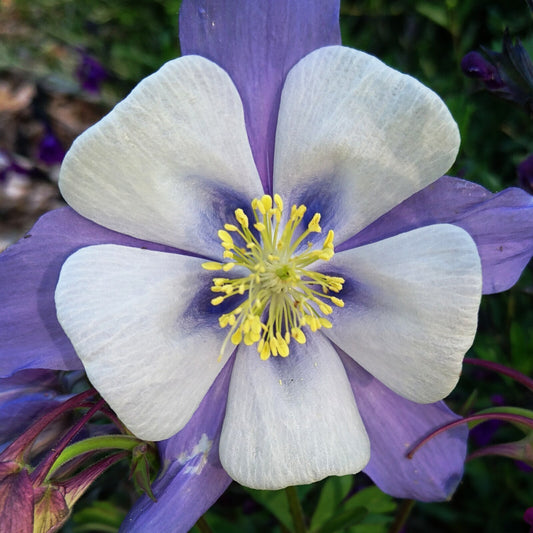 Aquilegia Giant Mixed Seeds