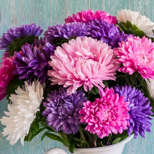 Aster Comet Mix Seeds