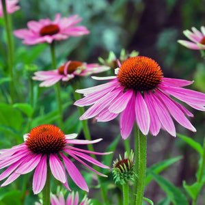 Echinacea Seeds - Organic