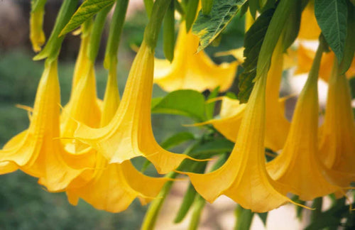 Angels Trumpet Yellow