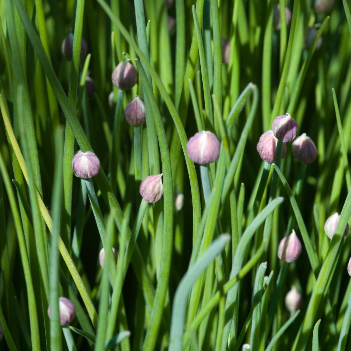Chives Nelly - Organic