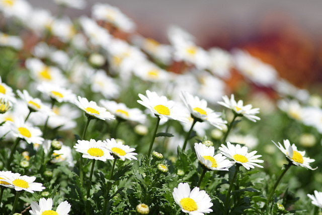 German Chamomile Seeds