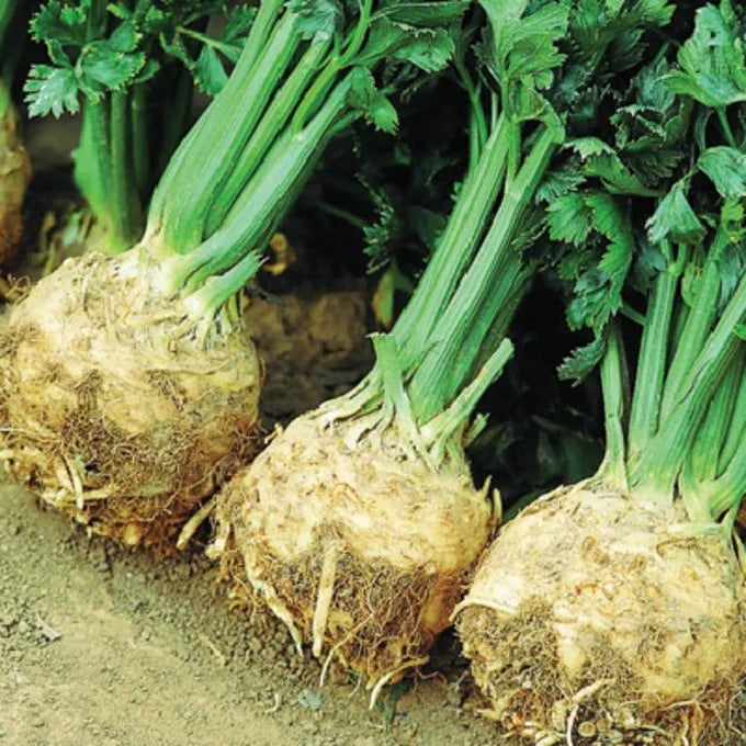Celeriac Monarch Seeds - Organic