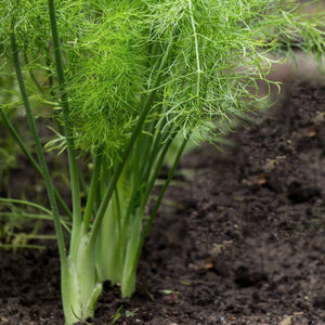 Fennel Doux De Forence