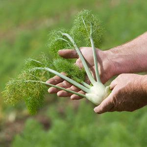 Fennel Common