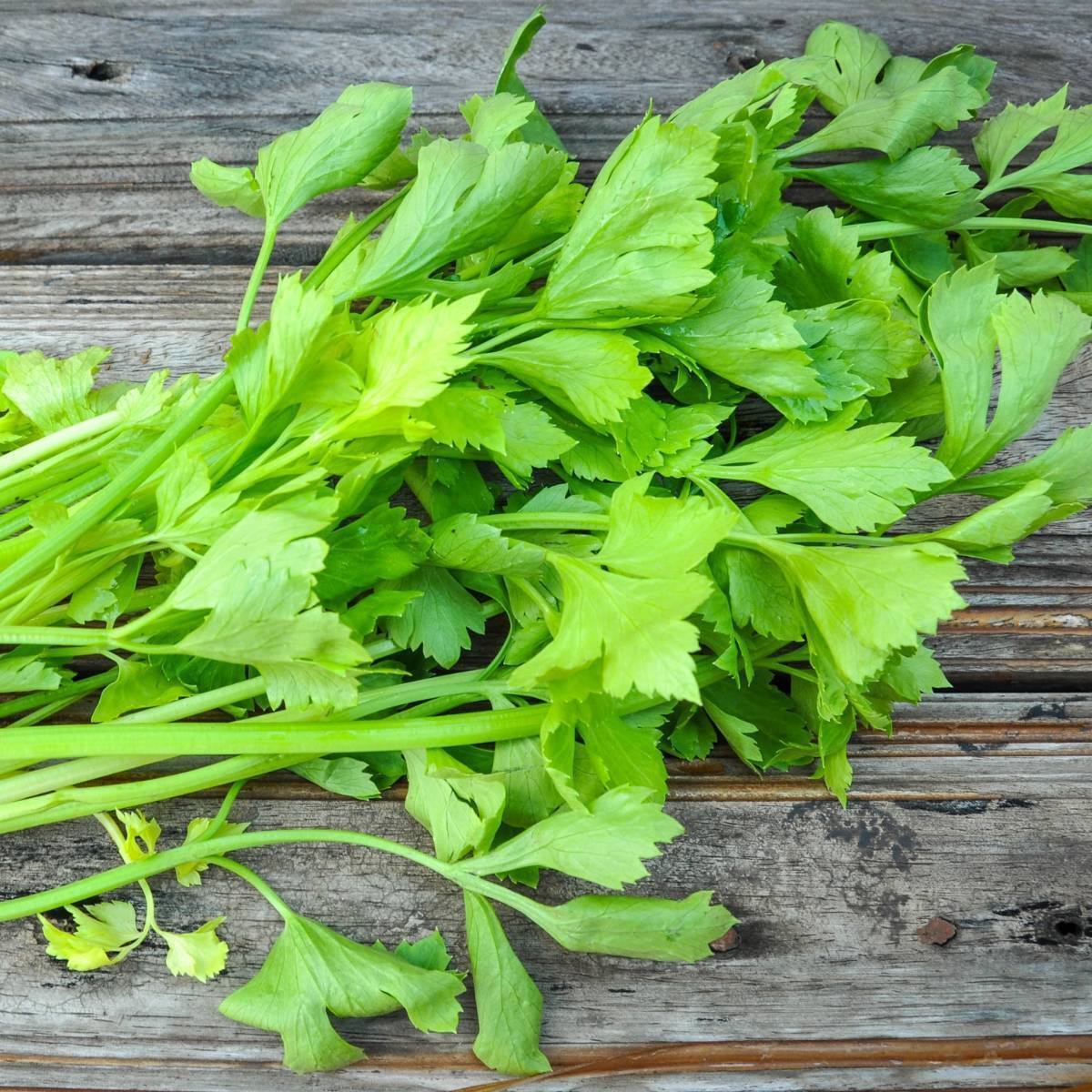 Celery Leaf Early Bell Seeds - Organic
