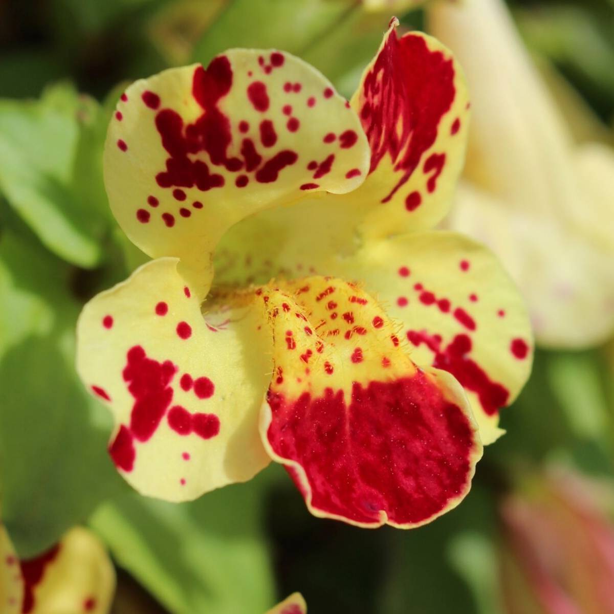 Tiger Monkey Flower – Mix