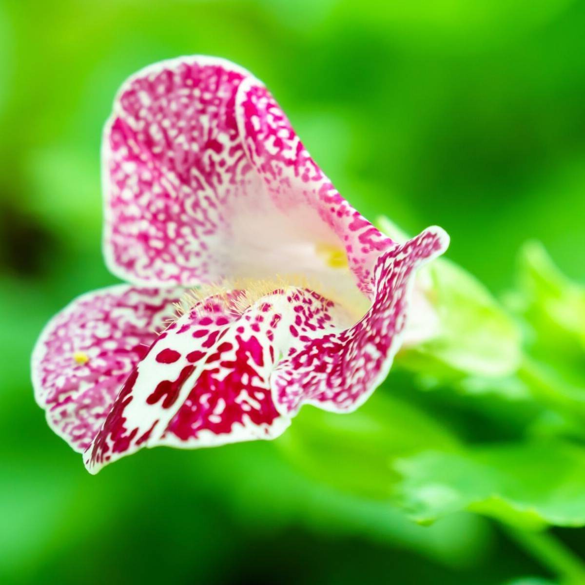 Tiger Monkey Flower – Mix