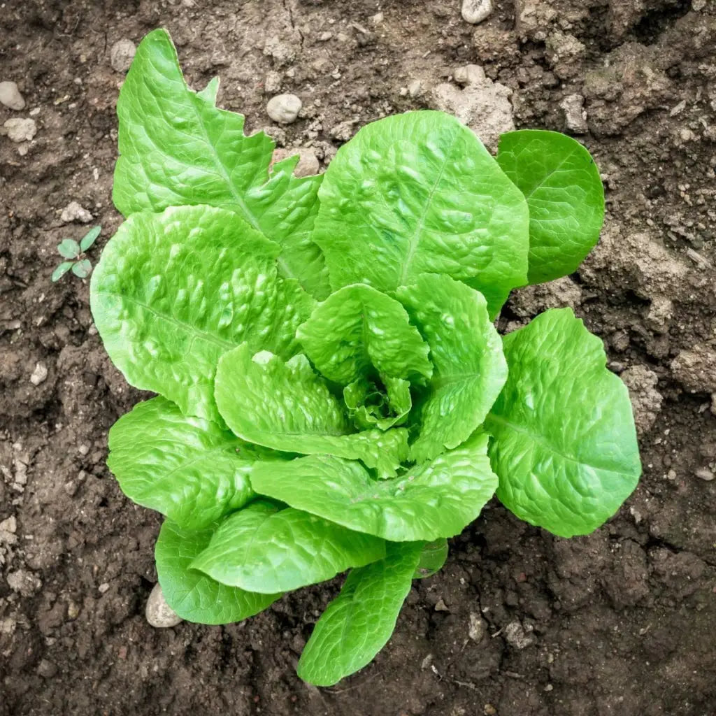 Lettuce Baby Cos Seeds - Organic