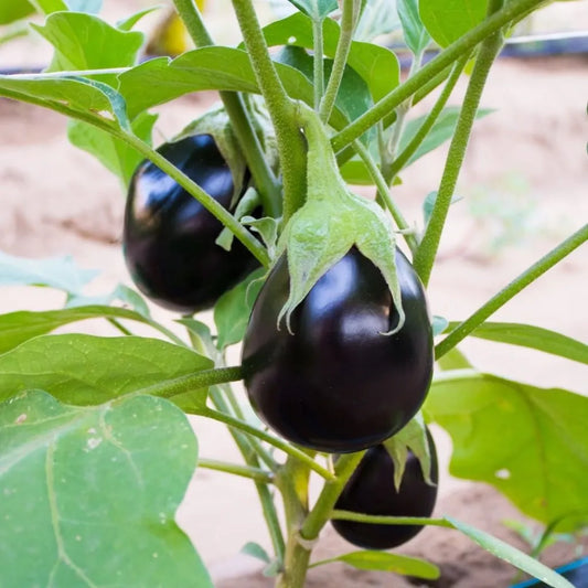 Aubergine Seeds - Organic