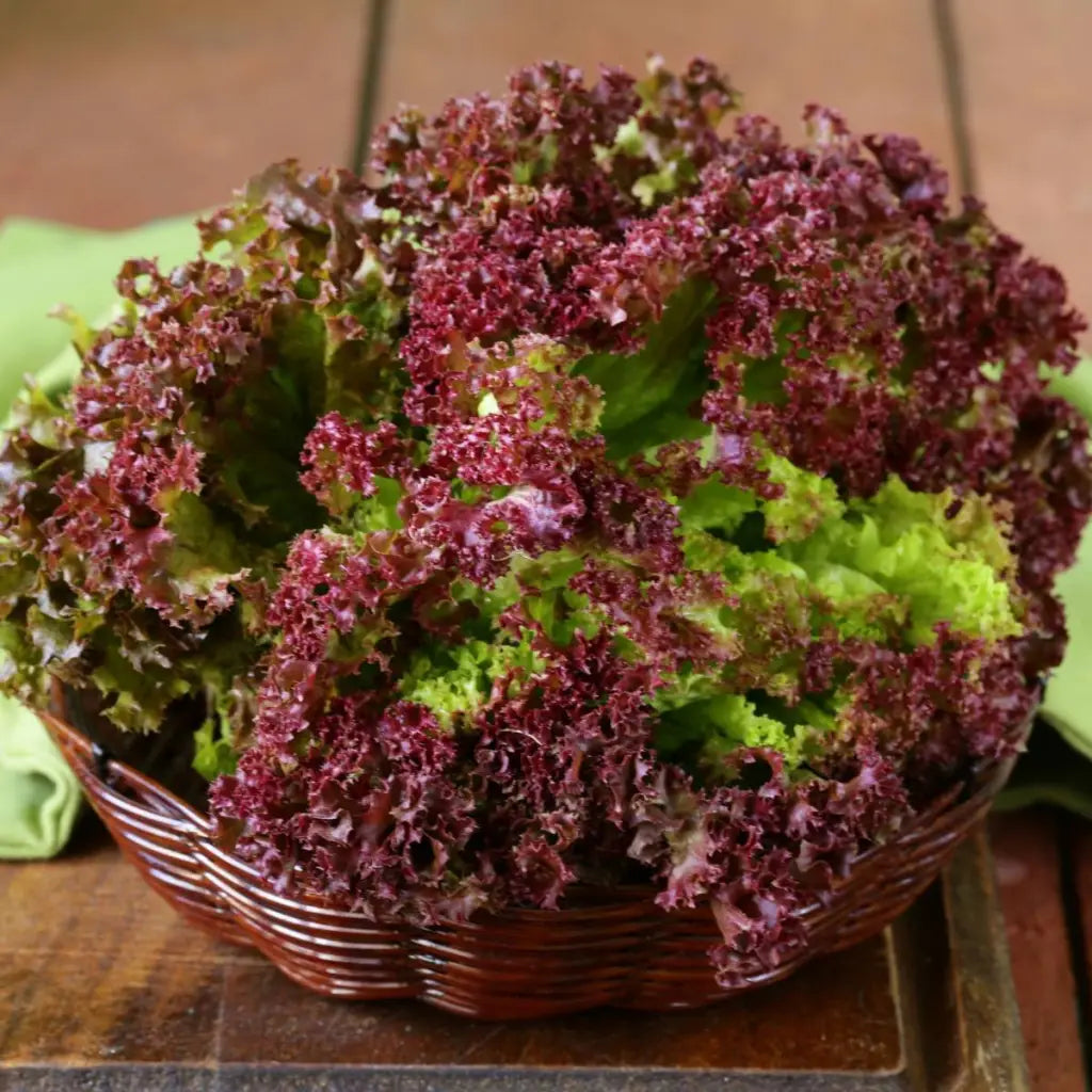 Lettuce Lollo Rosso - Organic