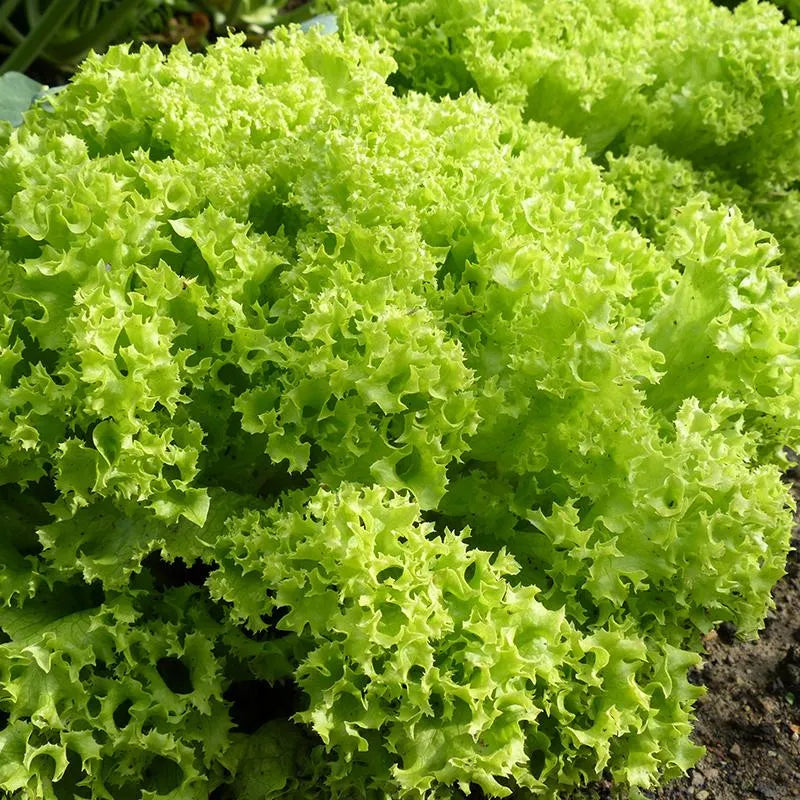 Lettuce Lollo Biondi Seeds - Organic