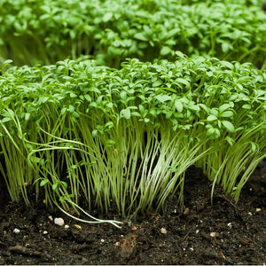 Cress Sprint Seeds - Organic