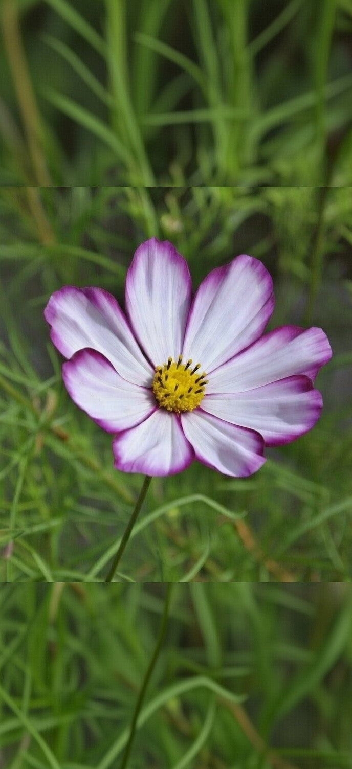 Cosmos Picotee Seeds