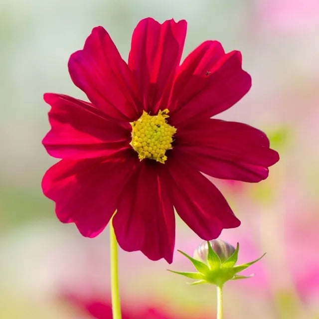 Cosmos Red Dazzler Seeds