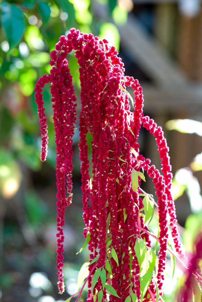 Amaranthus Mix