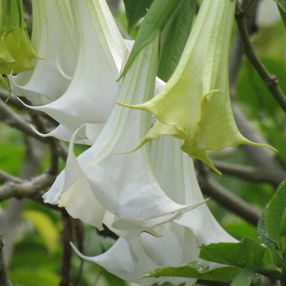 Angels Trumpet White