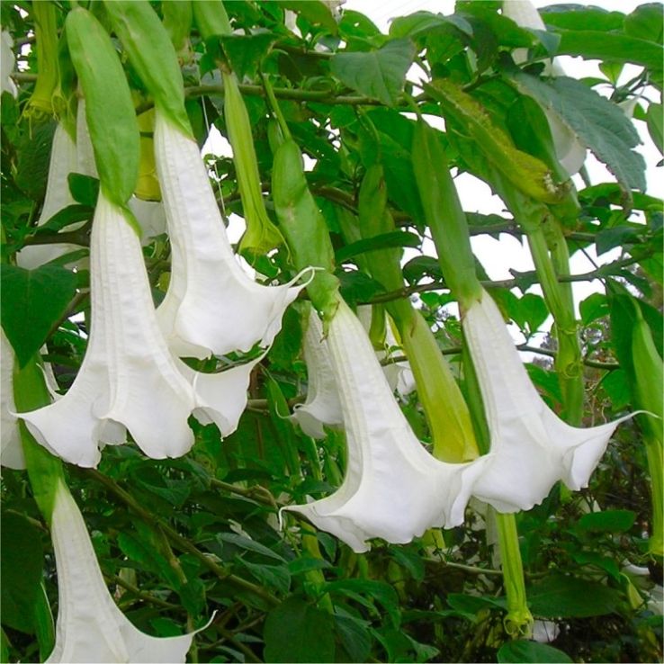 Angels Trumpet White