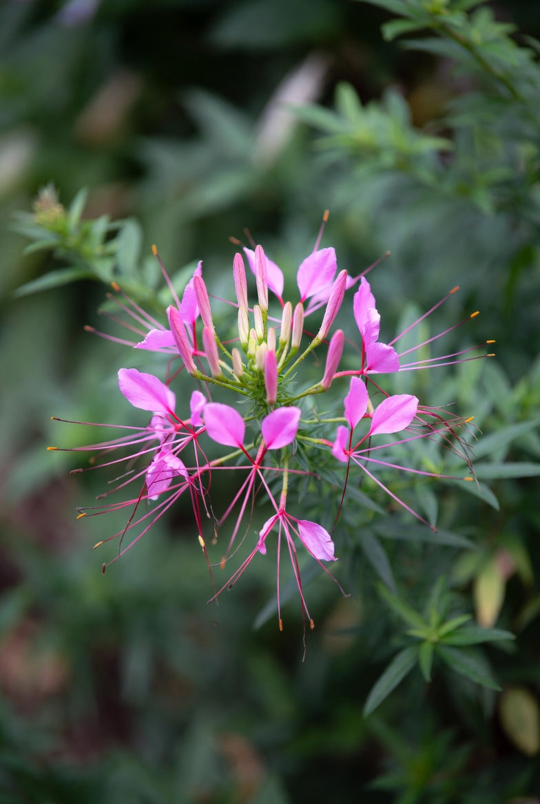 Spider Flower (Cleome) Seeds