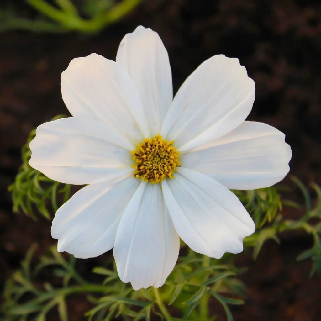 Cosmos White Purity Seeds