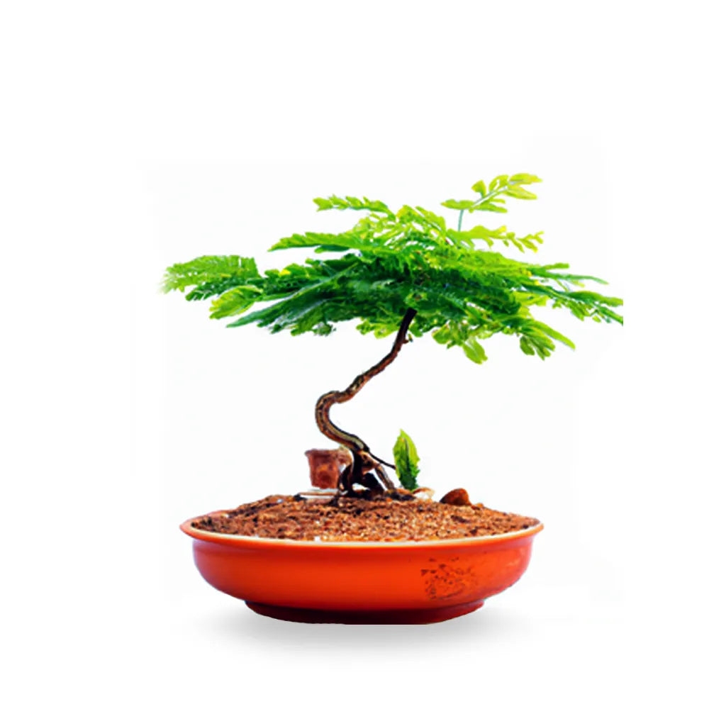 Flame Tree Bonsai Tree Seeds