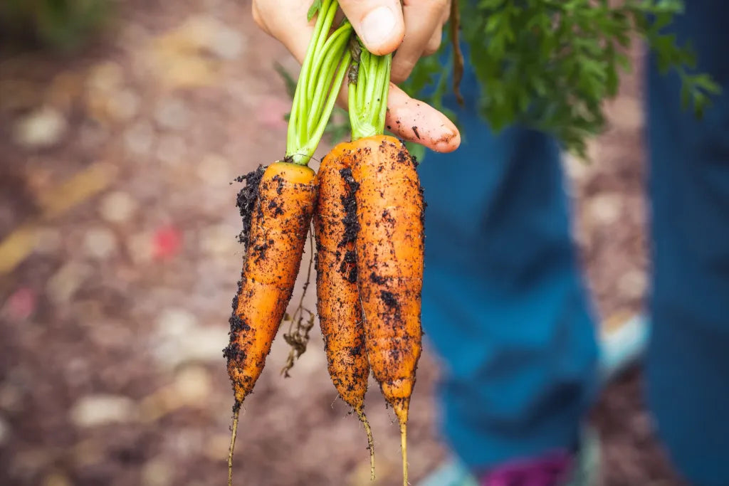 Carrot Bambino Seeds - Organic
