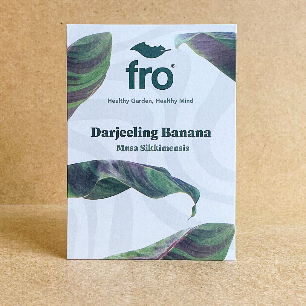 Banana Darjeeling Seeds