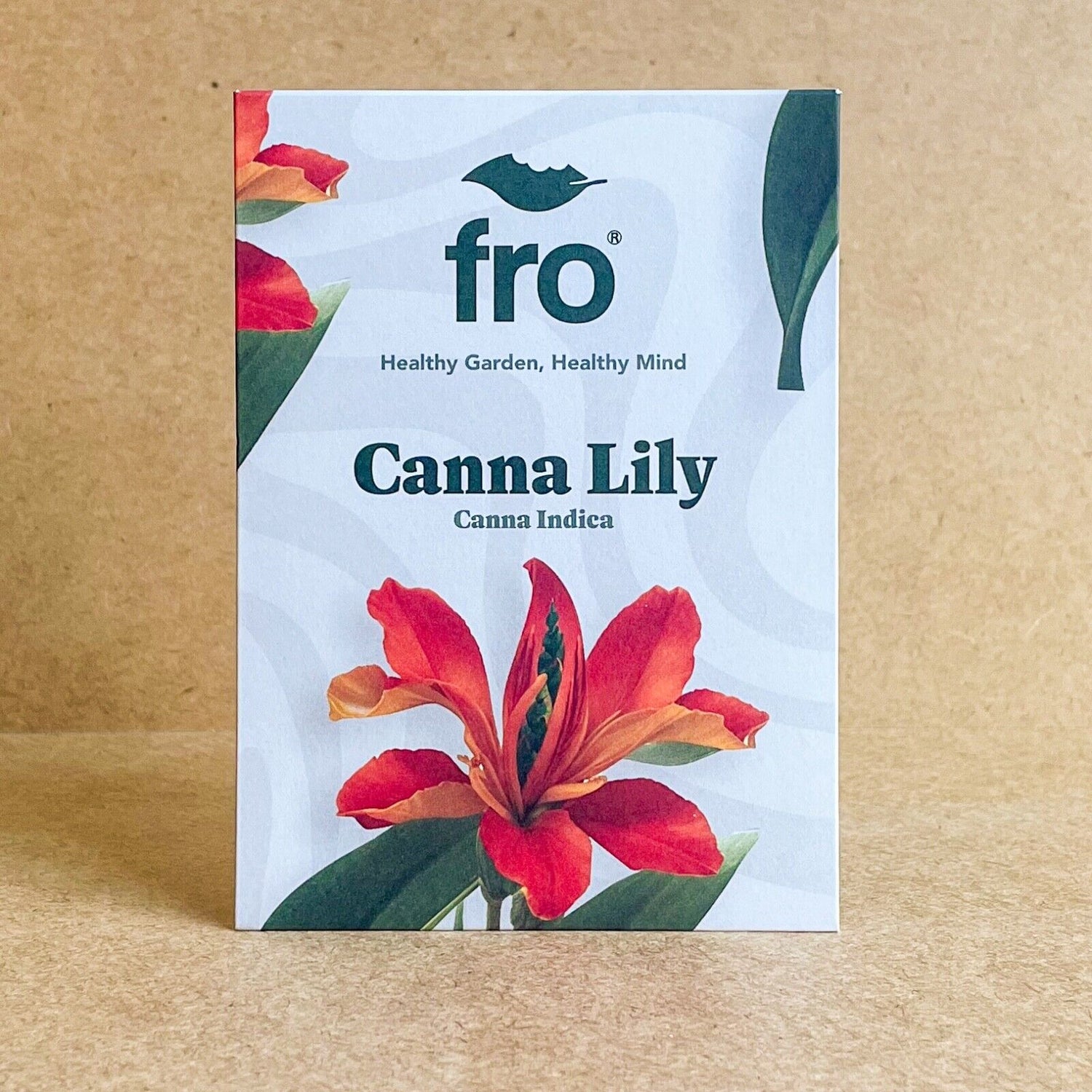 Canna Lily Seeds